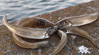 砂地に潜む化け物