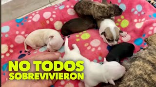 El doctor actuó a tiempo . Ella y sus cachorros no sobrevivirían ! Perrita abandonada embarazada