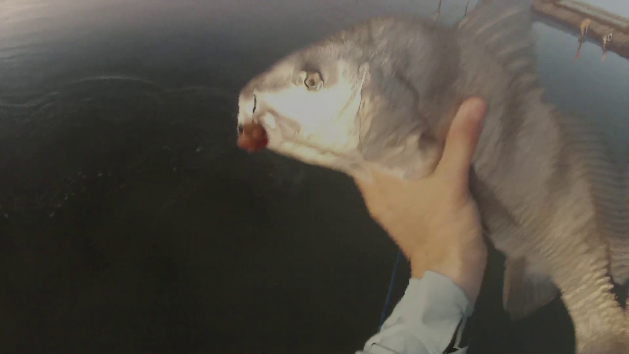 NICK FLY FISHING BLACK DRUM PINS TEXAS DEC 2020 YouTube