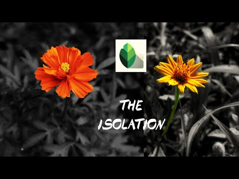 1min Colour isolation tutorial|snapseed editing|edit like a pro#tutorial