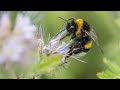 Día Mundial de las Abejas: se registra un alarmante declive en el número de polinizadoras