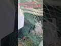 天敵から逃れて！
