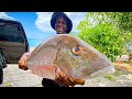 Monster Mutton Snapper Catch Clean N Cook