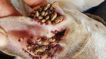 Removing All Ticks From Dog - Dog Ticks Removing Clip - Ticks Removal Videos EP 04