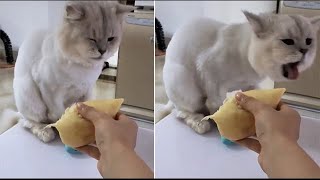 Cats and Dogs Sick of Vomiting DURIAN ~ Pets SGLobals by Pets SGlobal  75 views 1 year ago 3 minutes, 43 seconds
