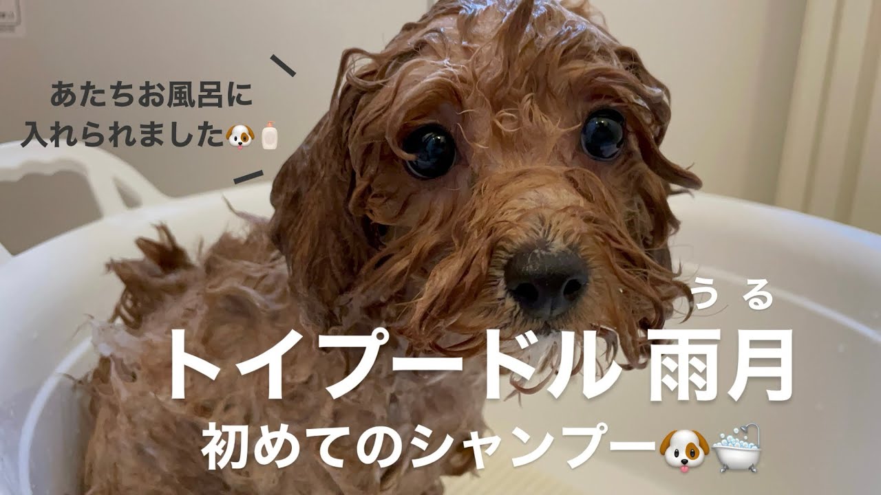 【トイプードル 子犬】初めてのシャンプー！