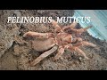 Pelinobius muticus. Королевский паук-бабуин. King baboon spider.