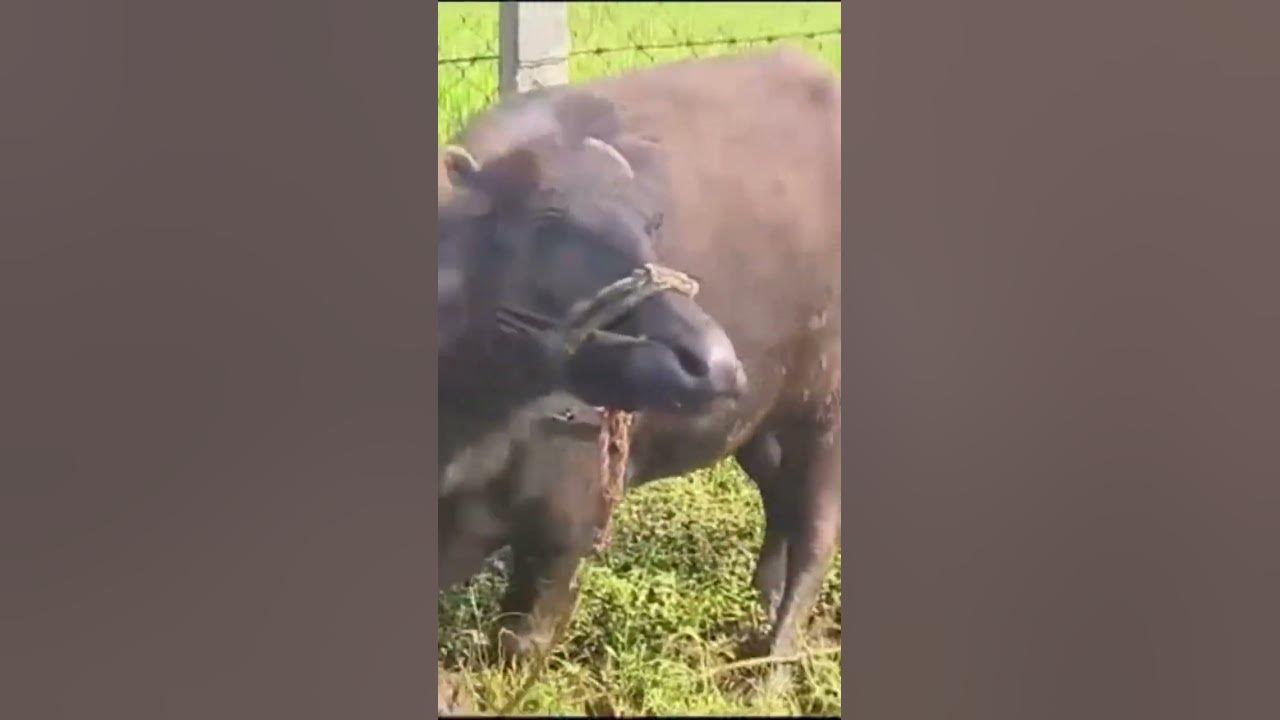 cow dairyprocessing dairyindustry farming dairyfarming animals 