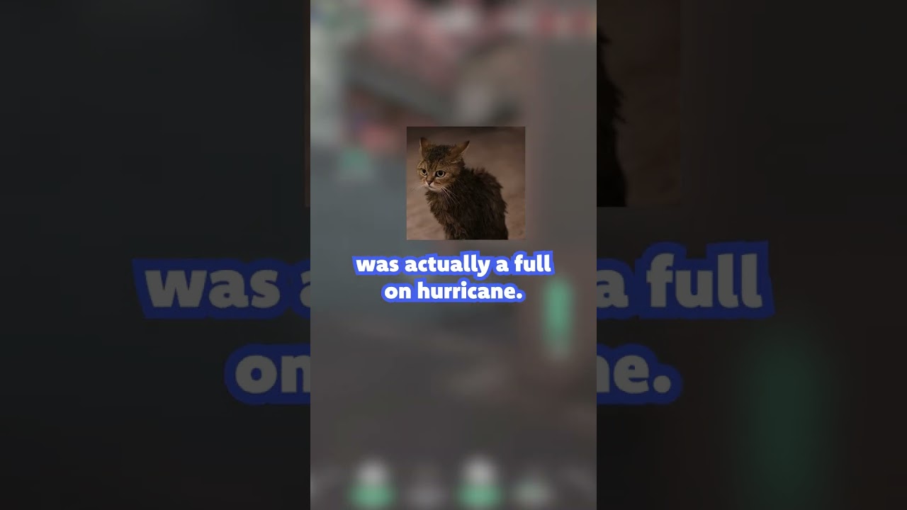 Streamer Clips