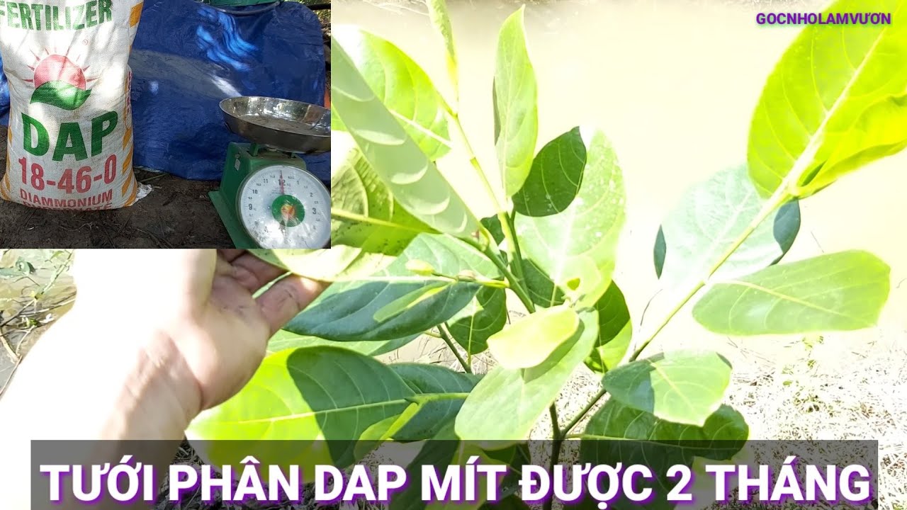 CHIA SẼ CỮ TƯỚI PHÂN DAP .CHO MÍT CON 2 THÁNG TUỔI