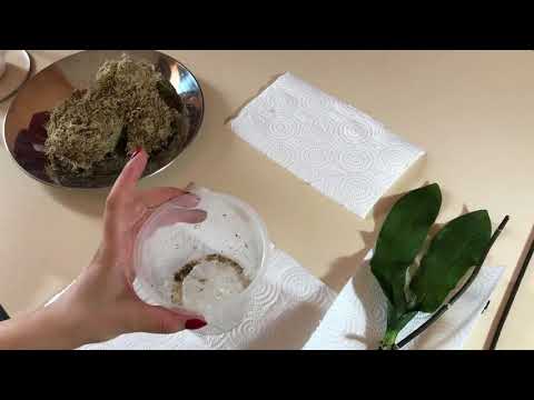 სფაგნუმში ჩარგული ორქიდეას ფესვები 1 თვის შემდეგ (ნაწილი #5)