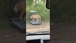 When You’re the Fastest Animal but Still Need Your Steps 🐆