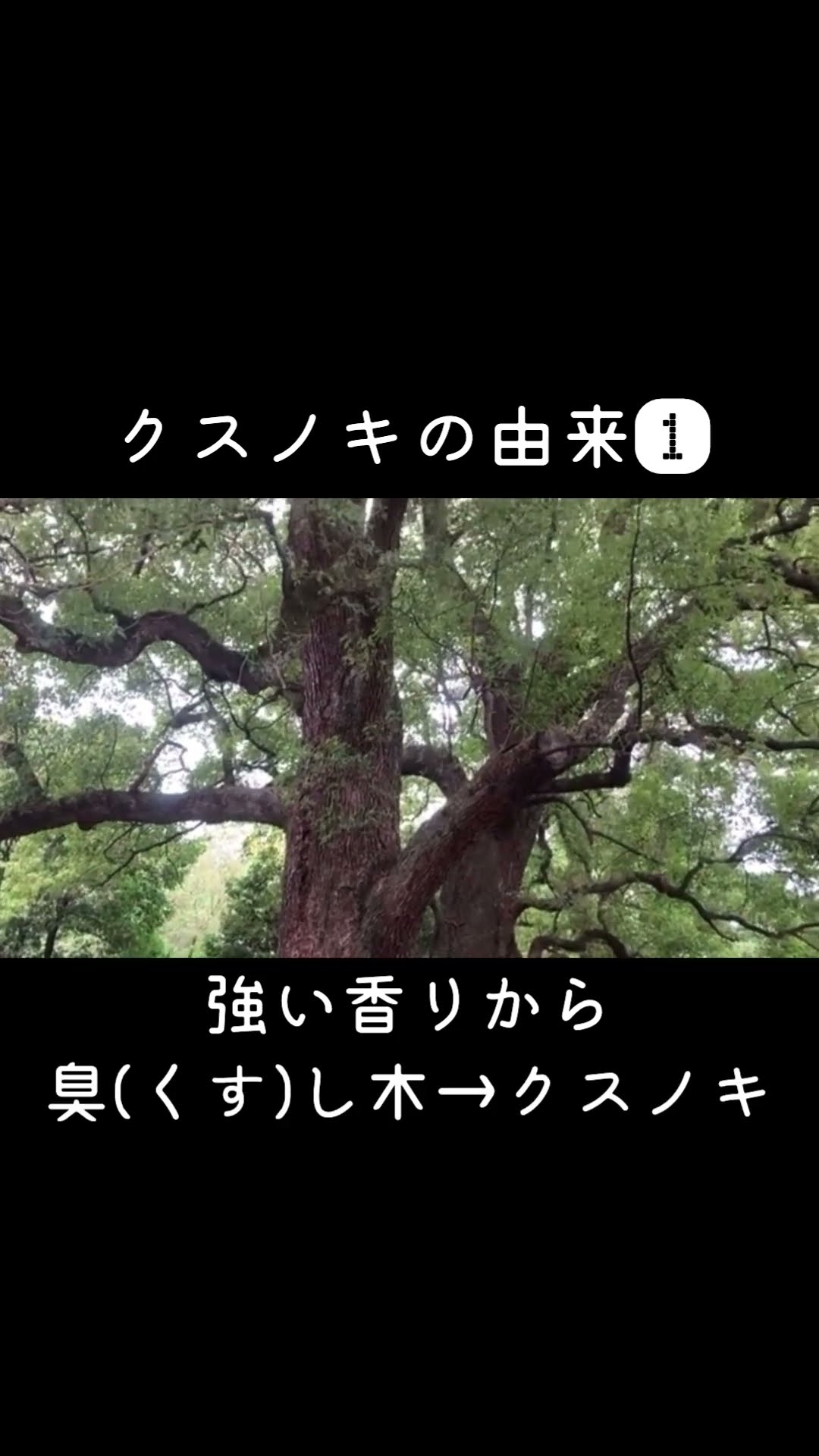 30秒植物紹介【クスノキの実】 #自然観察 #30秒植物紹介 #gardening