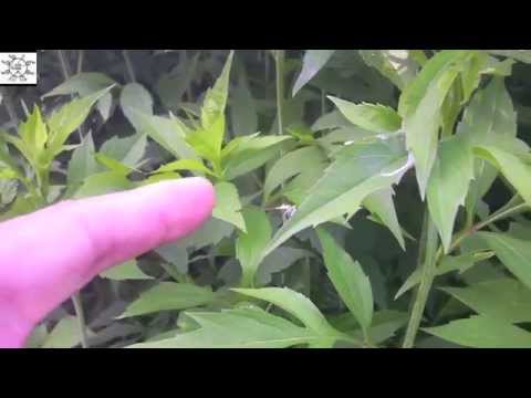A Silvery Damselfly