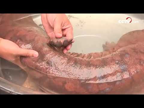 Download Rare giant salamander found in SW China| CCTV English