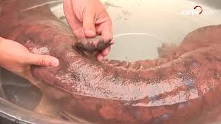 Rare Giant Salamander Found In Sw China Cctv English