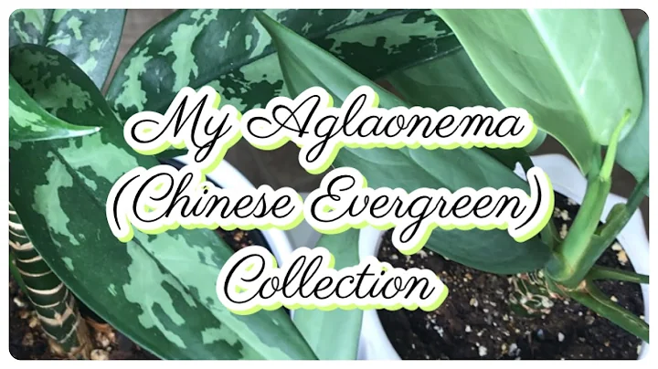 MY AGLAONEMA (CHINESE EVERGREEN) COLLECTION || PLUS CARE || EMERALD BEAUTY & ALUMINA VARITIES