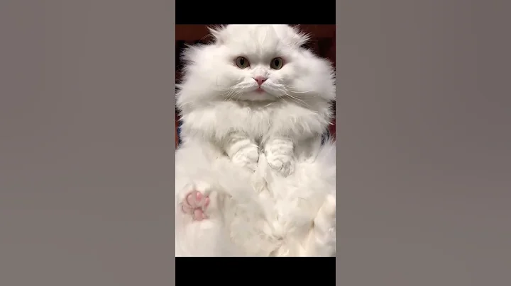 Video 8203881: meow cute cat kitty, kitty meow funny cats, animal cute cat meowing, kitten meowing baby