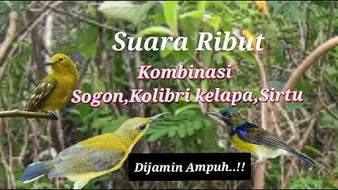Suara Pikat Sogon Ribut Kombinasi Sirtu Kolibri Kelapa Dijamin Ampuh