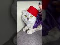 Aladdin cat cosplay