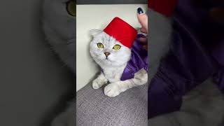 Aladdin Cat Cosplay