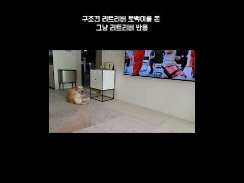 <strong>티비에서</strong> 구조견 리트리버를 본 그냥 리트리버 반응