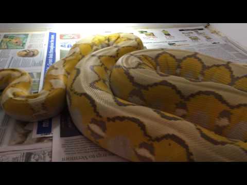 Lemonglow Orange Glow Reticulated Python aka fruit basket