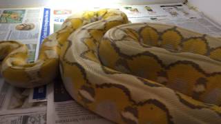Celebrity Lemonglow Orange Glow Reticulated Python aka fruit basket Wealth