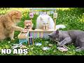 12 Hours Sleep Music for Cats 🌸 Tranquil Morning Melodies for Restful Kittens