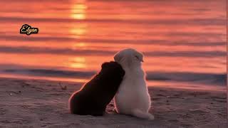 Caravelli  His Orchestra  Et Si Tu Nexistais Pas