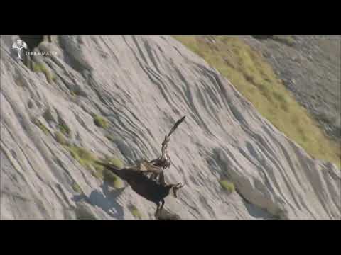 არწივი არჩვზე ნადირობს