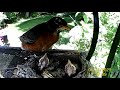 Baby Robins from hatching to leaving the nest