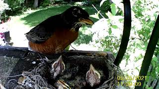 Baby Robins from hatching to leaving the nest