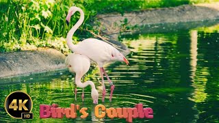 Birds romance || हंसो का प्यारा जोड़ा || relaxing music || birds🦜 by Vicky's Vitality Vlog 23 views 12 days ago 3 minutes, 25 seconds