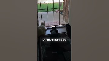 When Curiosity Turns Into Chaos 😂 (@ernestoby/TT) #youtube #shorts