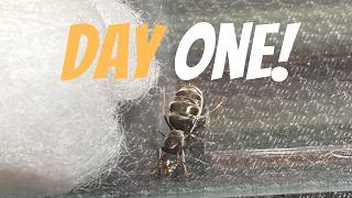 Raising An Ant Colony From Day 1 Ep1