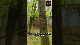 CHERNOBYL&#39;S DARK LEGACY REVEALED | DARK HISTORY | #trending #shorts #ytshorts #facts #dark