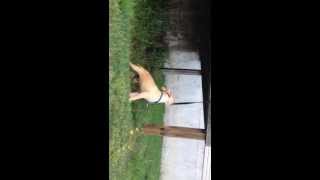 3 12 Month Old Apbt Training Spring Pole
