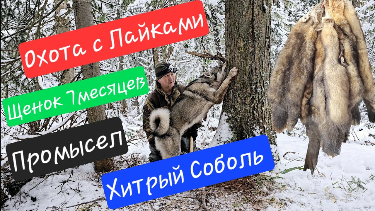 Охота с Лайками / Первая работа щенка 7мес / Промысел / Хитрый соболь