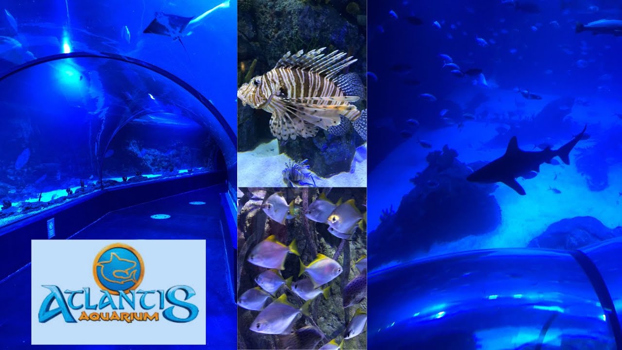ATLANTIS AQUARIUM INTU XANADU YouTube