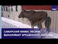 Самарский Бемби. Лесник выхаживает брошенного лосенка