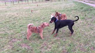 Dobermann and Fox Terrier play with my two Irish Terriers