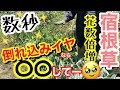 【宿根草】草丈を抑えて、花数倍増させるお手入れ○○‼️/ 株姿を引き締めるには、時期選びが重要✨花期を逆算して〇〇しよう🤗/ 2番花、3番花を促して長く花を楽しもう♪【ガーデニング】