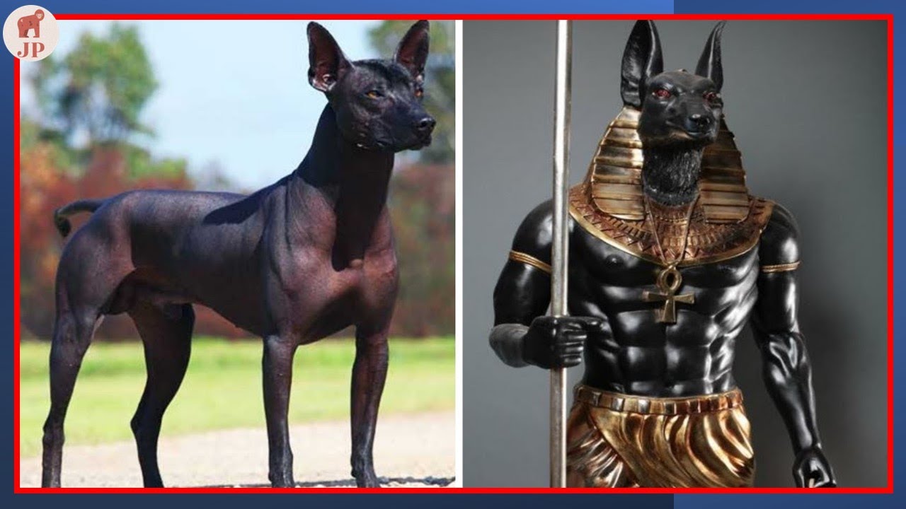 TOP 10 ANCIENT DOG BREEDS YouTube TOP 10 ANCIENT DOG BREEDS YouTube