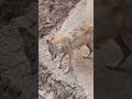Wolves spotted in darjeeling 