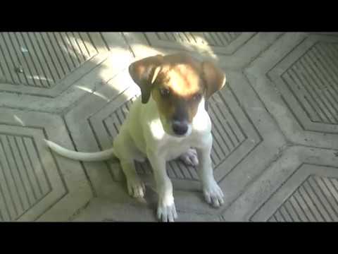 ლეკვი სახელად ლედი :))