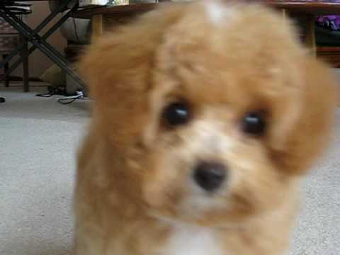 bichon frise toy poodle