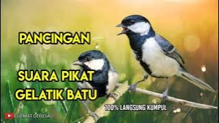 SUARA PIKAT BURUNG GELATIK BANTU ANTI ZONK || PANCINGAN GELATIK LIAR.