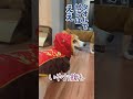 カッパきらい　#柴犬スティーブ #アテレコ