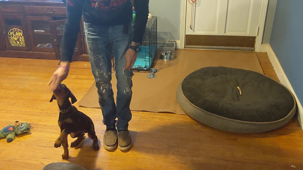 Week 3 training my working doberman. YouTube